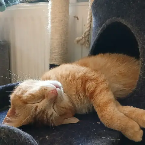 Nugget