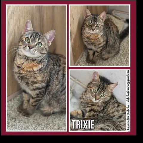 Trixie