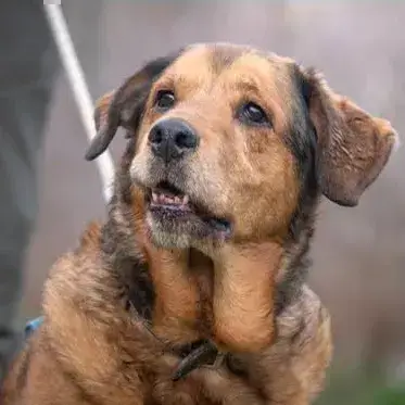 Leiko