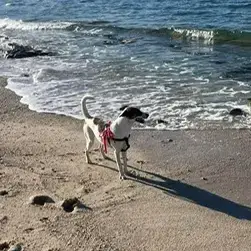 Nala Vi photo 3