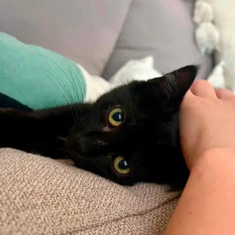 Bagheera photo 2