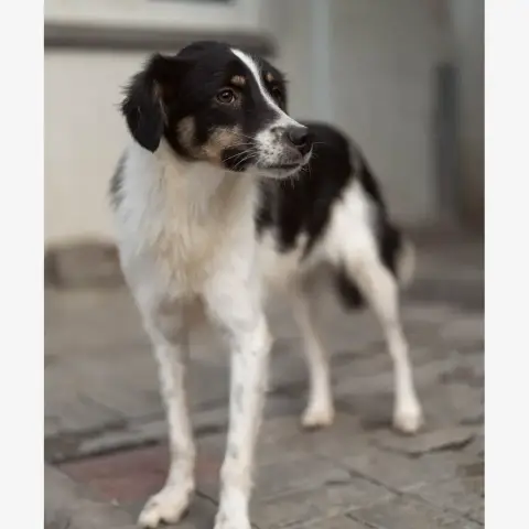 Farah