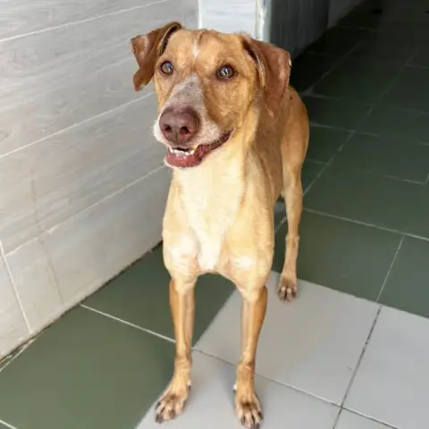 Canelo