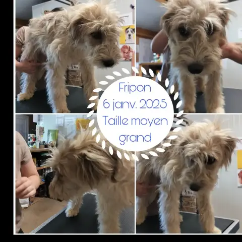 Fripon