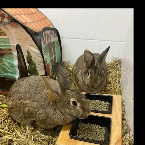 Chouchou Et Loulou
