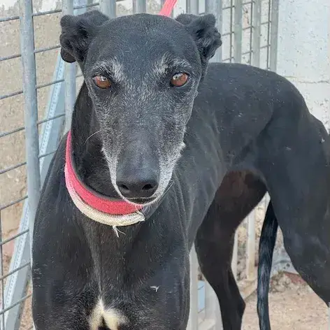 Tonela Galga photo 2