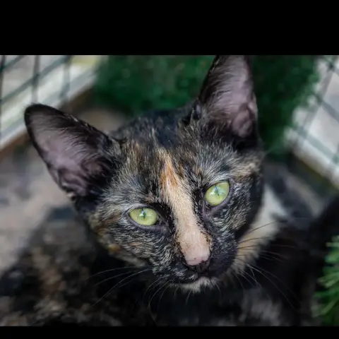 Vixie photo 2