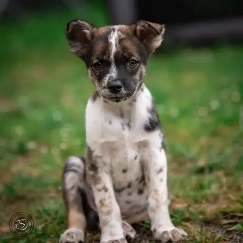 Mambo