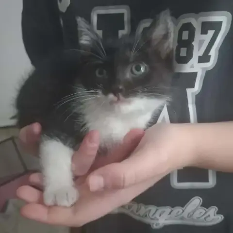 Pistache