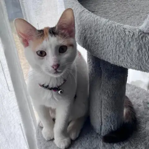 Chat-Kira