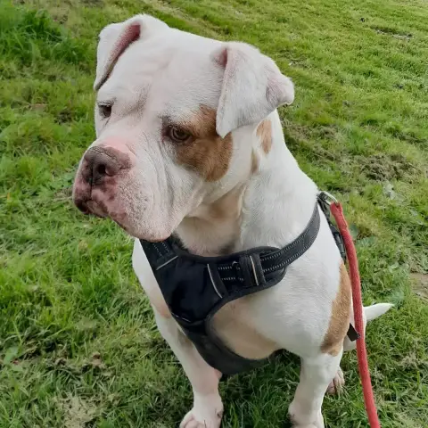 Taïka