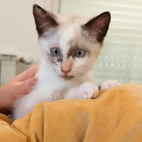 Mel