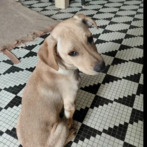 Loulou Chiot