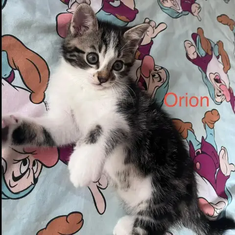 Orion