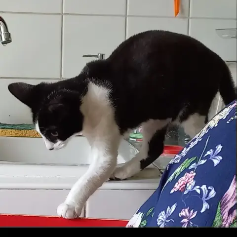 Figaro photo 3