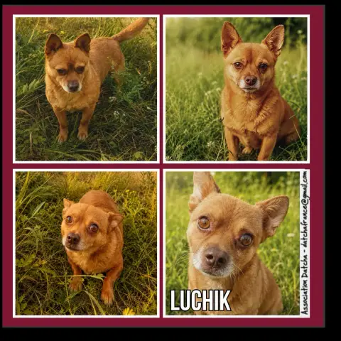 Luchik