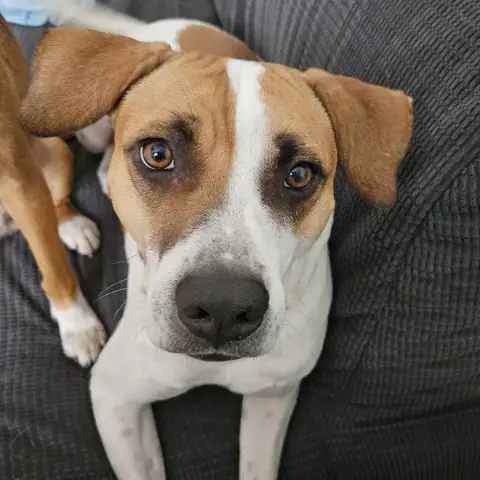 Elliot