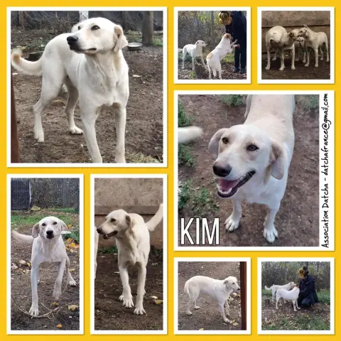 Kim