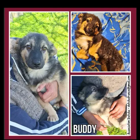 Buddy