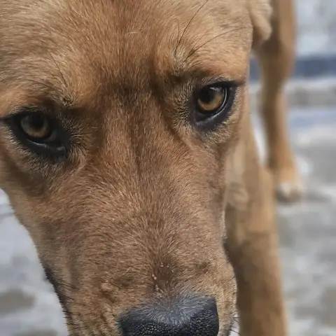 Pistache