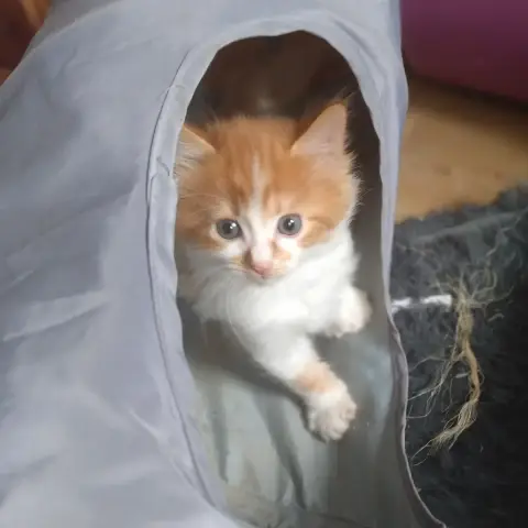 Rutsy
