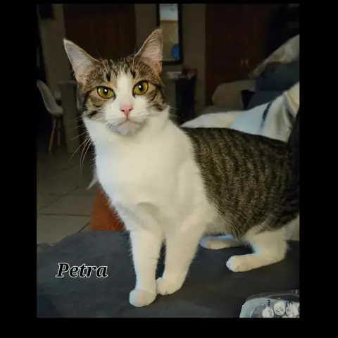 Pétra