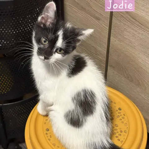 Jodie