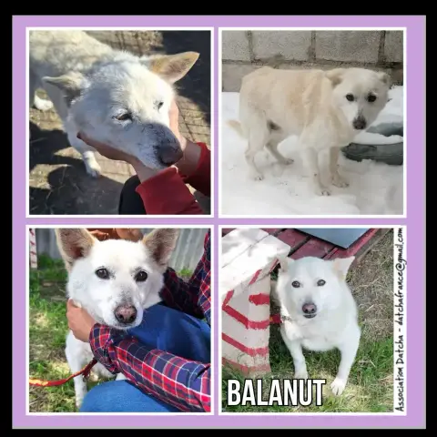 Balanut