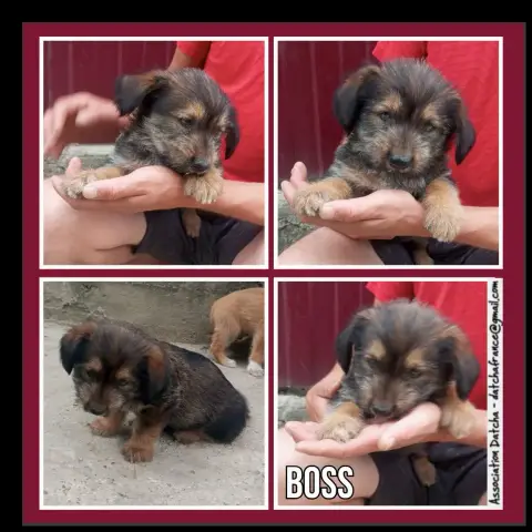 Boss