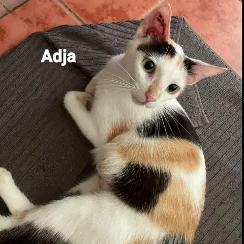 Adja