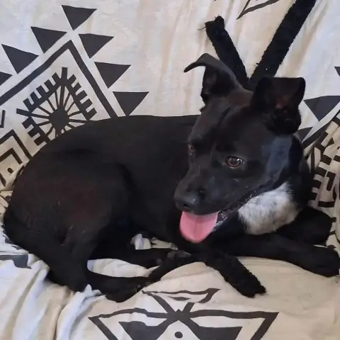 Bella