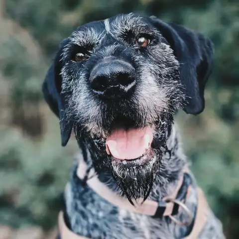 Rox