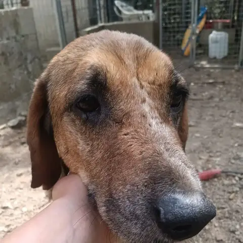 Stella