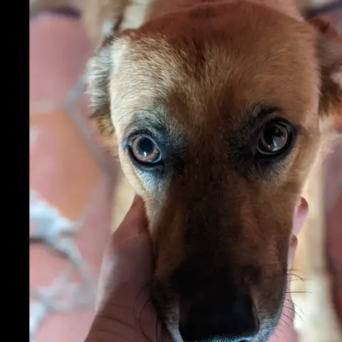 Scooby photo 3