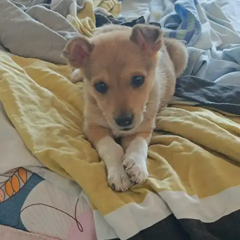 Sadie photo 2