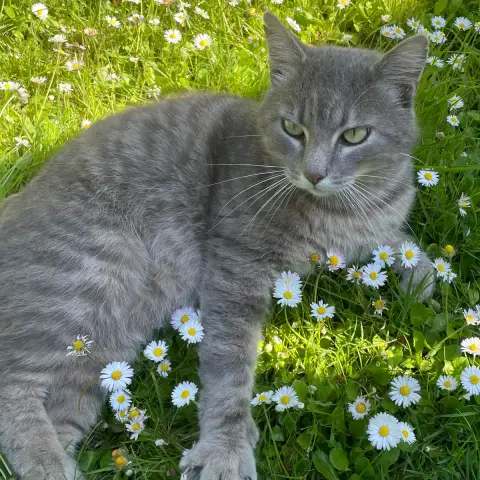 George