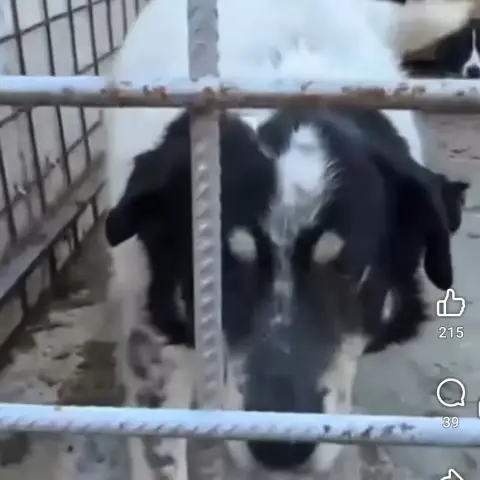 Milo