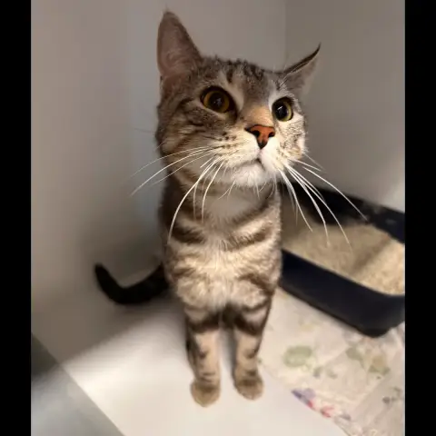 Ezio