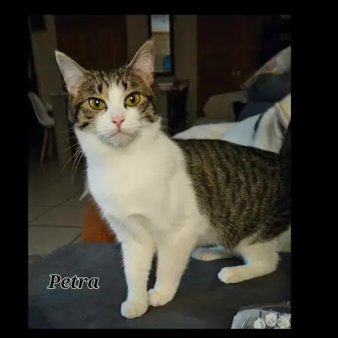 Pétra