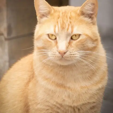 Léo