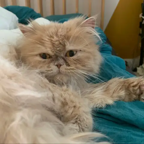 Adopter Poppy