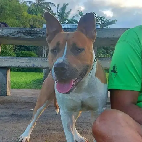 Balou