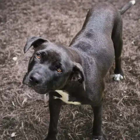 Saphira Chienne photo 2