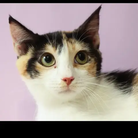 Kali photo 3