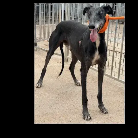 Ohio Galgo