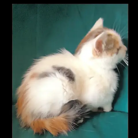 Biquette photo 3