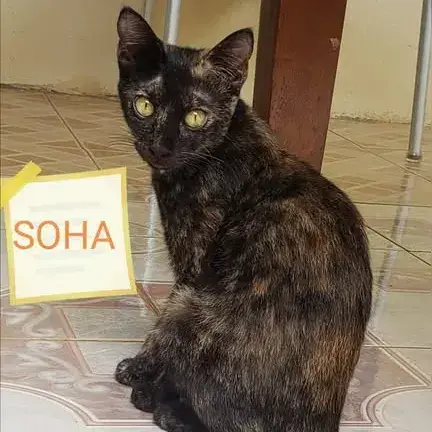 Soha