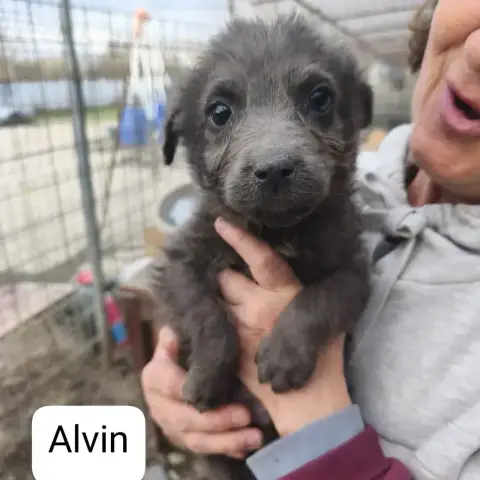 Alvin