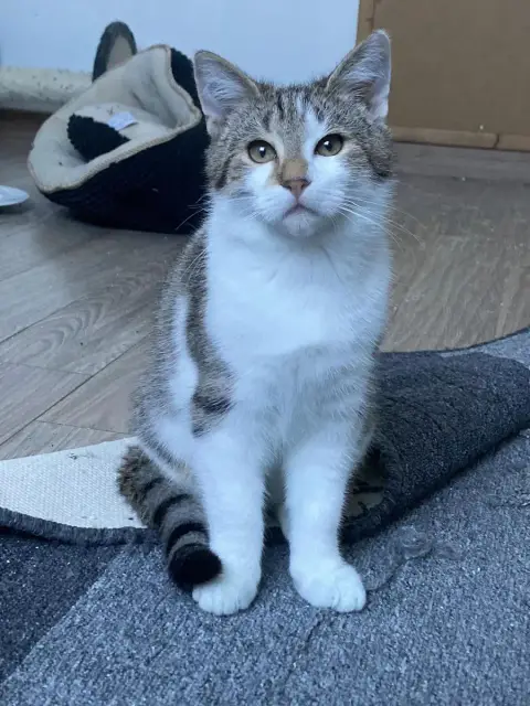 Newton