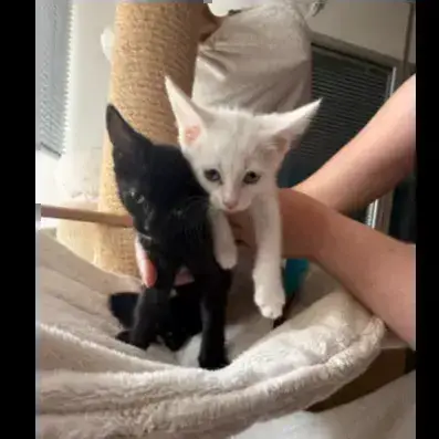 Baghera & Bianca